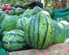 吃瓜怎么挑瓜,瓜界达人教你如何挑出最甜最脆的吃瓜秘籍