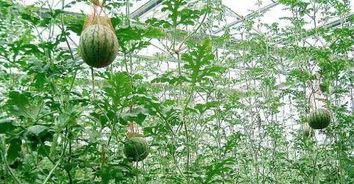 什么瓜能长在树上吃吗