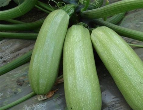 周末吃瓜有什么好处,轻松愉悦，身心受益