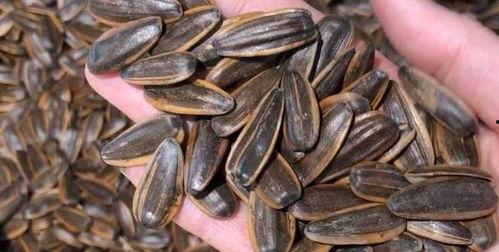 吃瓜没吃到瓜子,瓜子何在？揭秘瓜与瓜子之间的奇妙缘分