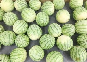 真实吃瓜图片大全,趣味横生的美食瞬间大盘点